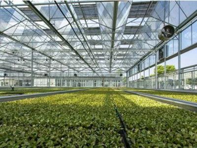 Greenhouse Glass