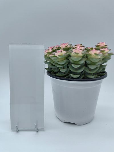 Lacquered Glass
