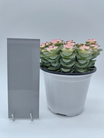 Lacquered Glass