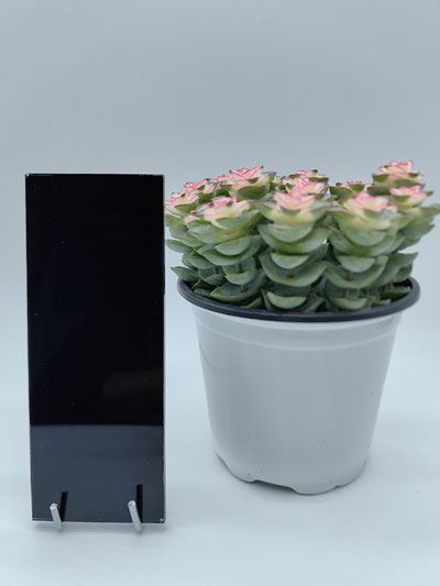 Lacquered Glass