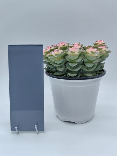 Lacquered Glass