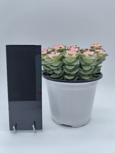 Lacquered Glass