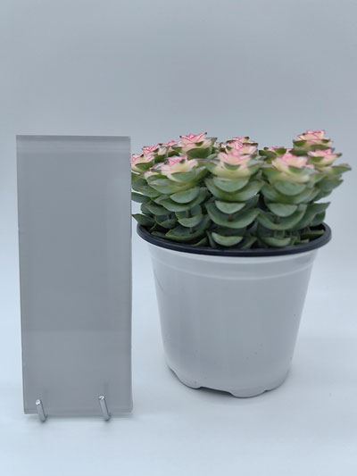Lacquered Glass
